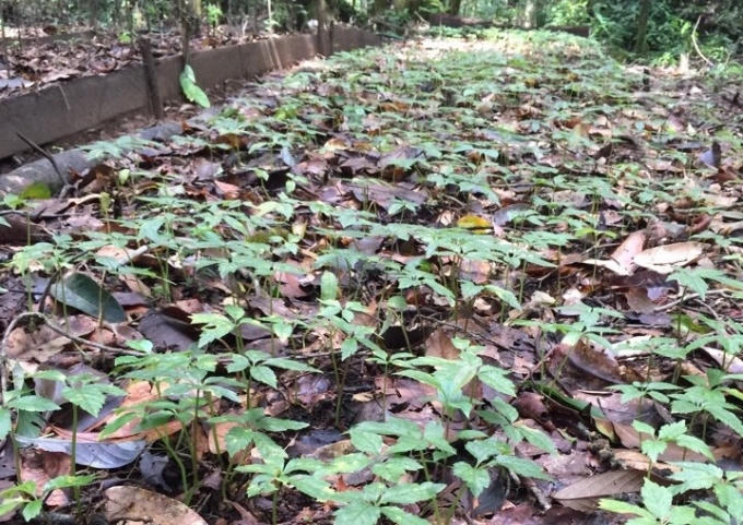 Sâm Ngọc Linh được bà con trồng như sâm tự nhiên trên đỉnh Ngọc Linh.