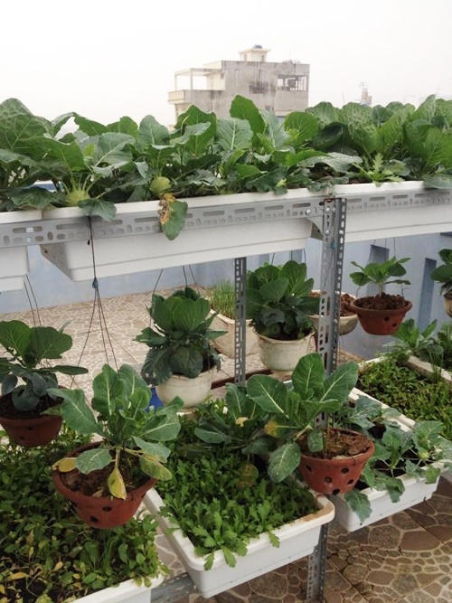 Khu vườn mang lại cho gia đình anh nguồn thực phẩm sạch dồi dào, phong phú