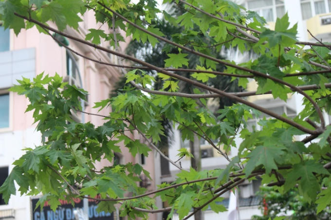 Phong lá đỏ là giống cây ưa lạnh được đưa về trồng ở Hà Nội, với khí hậu nhiệt đới, hiện nay phong đang sinh trưởng tốt, vươn cành, trổ lá xanh mướt.
