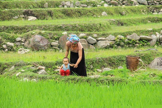 Mu Cang Chai mua nuoc do: Buc bich hoa giua dai ngan Tay Bac hinh anh 3