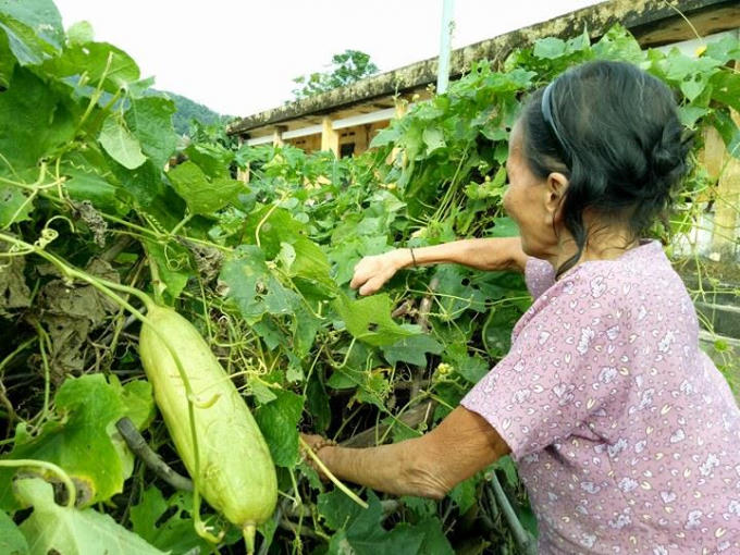 Cụ Liên đang hái mướp để nấu ăn.