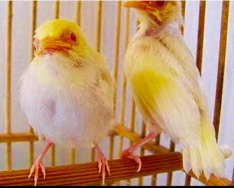 Tổ hoàng khuyên non ở Ninh Bình được bán ra Hà Nội cách đây 5 năm với giá 2 chú chim non tổng là 134 triệu đồng.