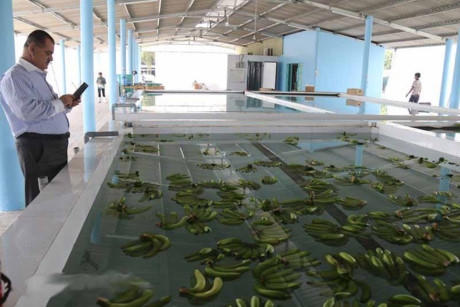 Một trong những khâu quan trọng trong quy trình khép kín này đó là sau khi được khử sạch bụi, loại bỏ phần cuống thừa, chuối tiếp tục được thả “bơi” trong hồ khử khuẩn. Sau đó, các nữ nhân viên vớt chuối lên, nhẹ nhàng lau khô, lót lớp xốp mỏng giữa hai lớp chuối trong cùng một nải để chuối không bị thâm, tì vết. Ảnh: Dân Việt.