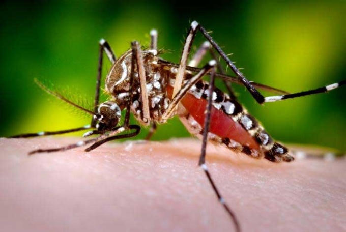 TP HCM ghi nhận 103 ca nhiễm Zika. Ảnh: minh họa