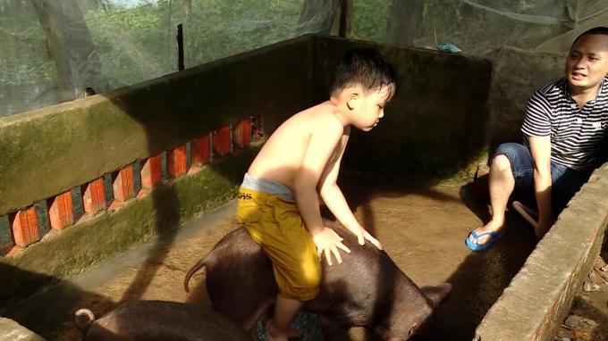 Cậu bé không ngần ngại ôm hôn những chú heo như những người bạn thân