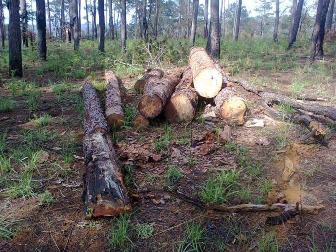 Khu rừng th&ocirc;ng bị chặt ph&aacute; m&agrave; anh Lợi cho l&agrave; li&ecirc;n quan tới gia đ&igrave;nh Th&agrave;nh Đốm.