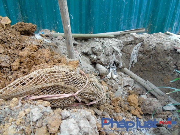 Một bọc lưới dày dùng để bó rễ, được người dân cho là nguyên nhân dẫn đến cây chết còn sót lại.