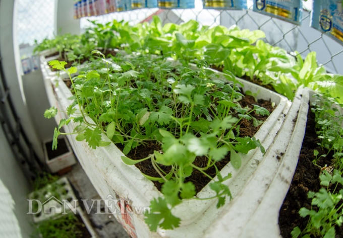 Ngày hai lần, anh tưới nước cho rau sáng sớm và tối muộn khi đã xong công việc mỗi ngày.