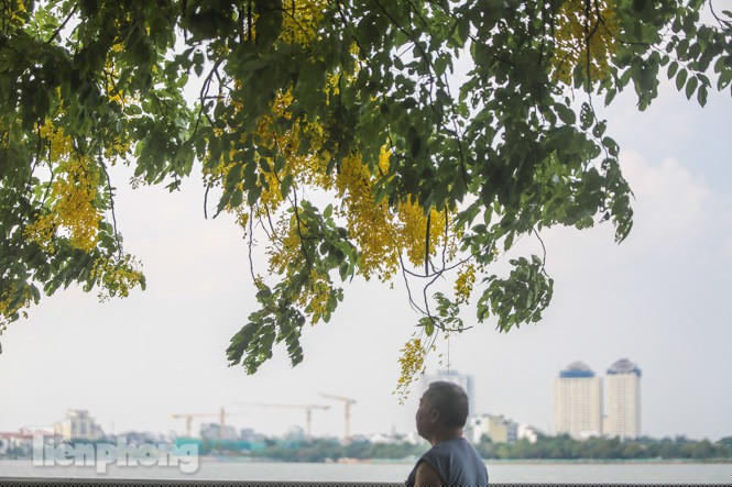 Những phố hoa Hà Nội làm xao xuyến lòng người - ảnh 17