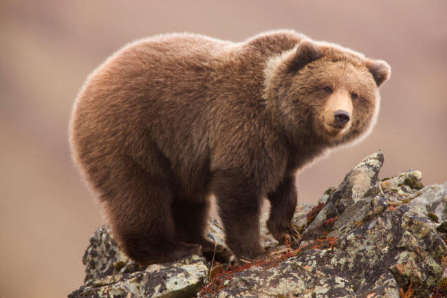 Denali là 1 trong 6 vườn quốc gia ở Alaska và nó đón khoảng 400.000 du khách tới thăm mỗi năm. Đây là nơi sinh sống của gấu nâu, gấu đen, sóc, thỏ tuyết,…