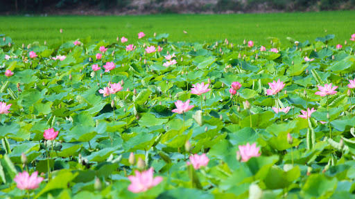 sen mang lai hieu qua kinh te cao cho nguoi nhon trach