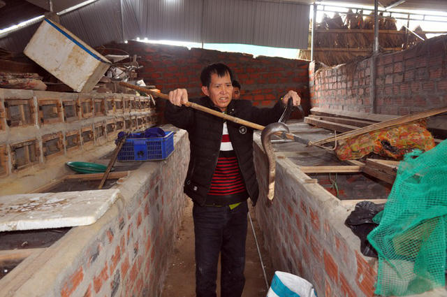 Lão nông Nguyễn Văn Nhuần tay không kiểm tra trọng lượng một con rắn.