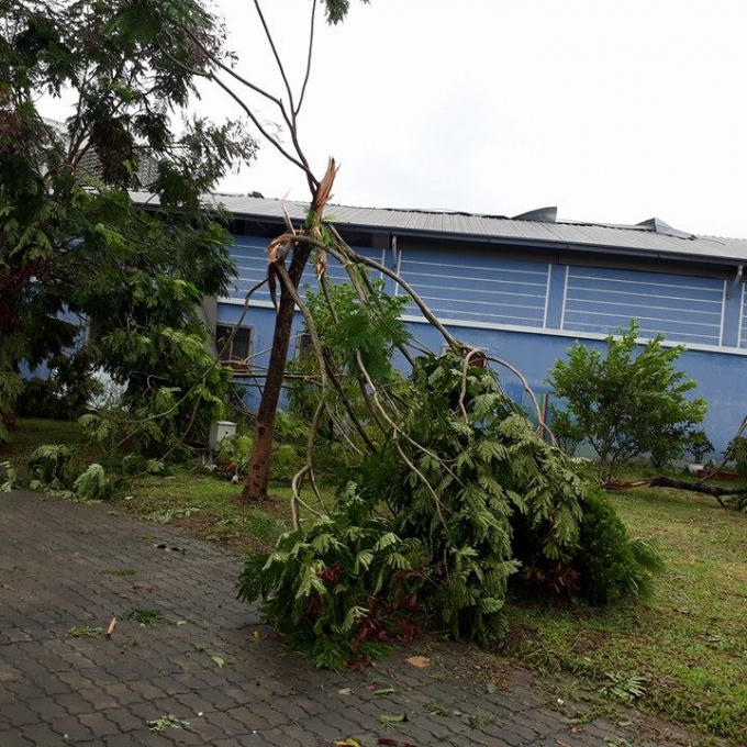 Cây bị đổ gãy.