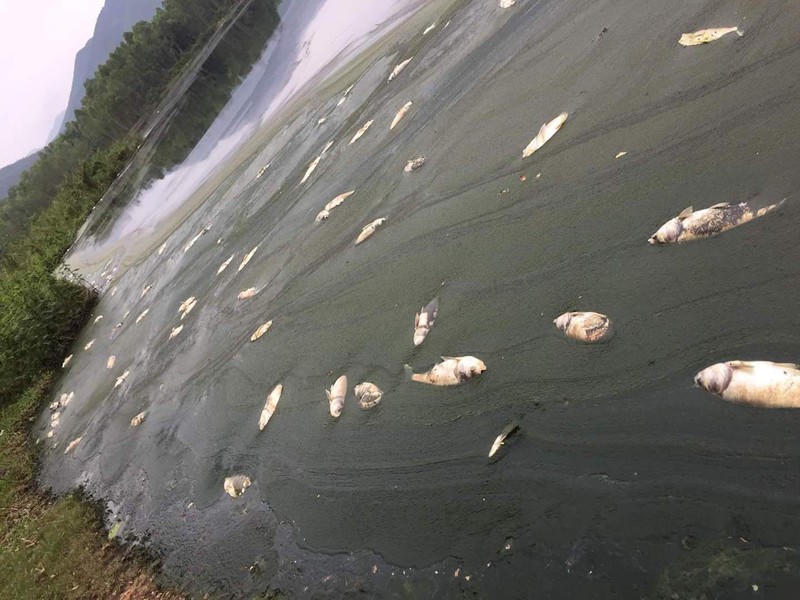 Cá tại hồ Ngả Hai chết trắng vì phân gà Hòa Phát Phú Thọ ào ạt đổ xuống