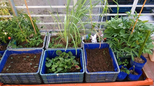 Trước đây, anh từng trồng bằng thùng nhựa lót vải không dệt, tuy bản chất cũng giống trồng trong túi vải nhưng nặng nề và khó di chuyển hơn.