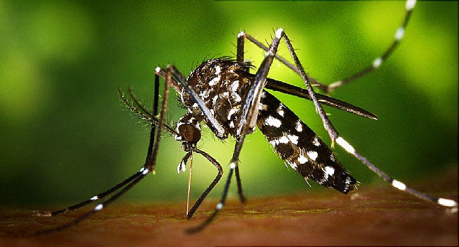 Muỗi vằn mang virus Zika đã được phát hiện tại Việt Nam. Ảnh: minh họa