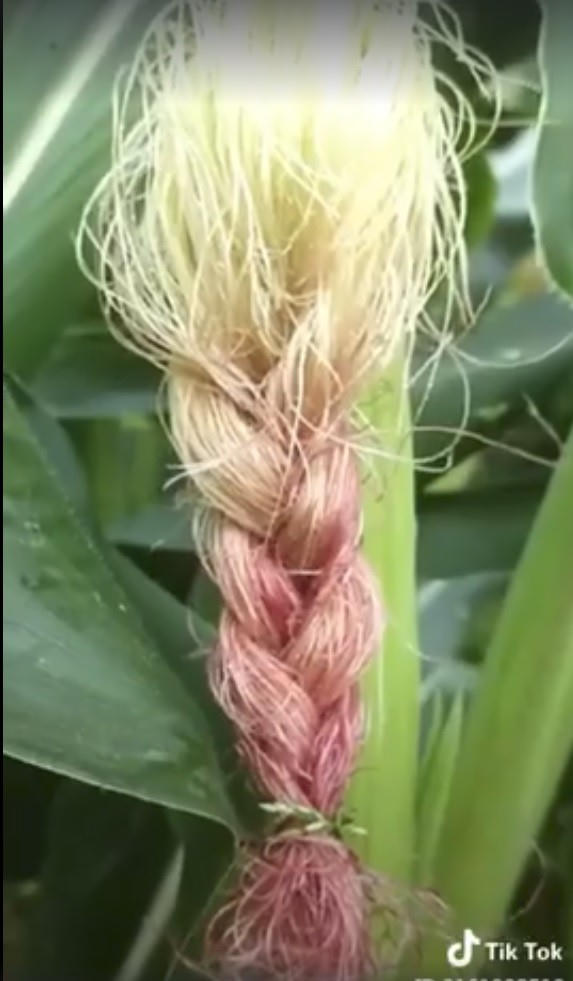 Kiểu tóc mang phong cách cổ truyền khiến các bà, các cô mê tít