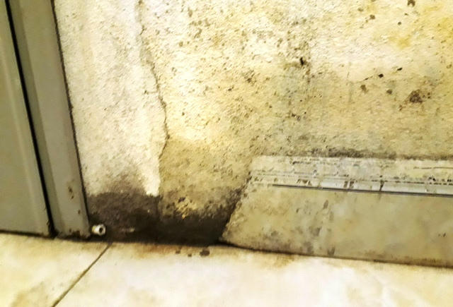 Chân tường mọc rêu xanh.
