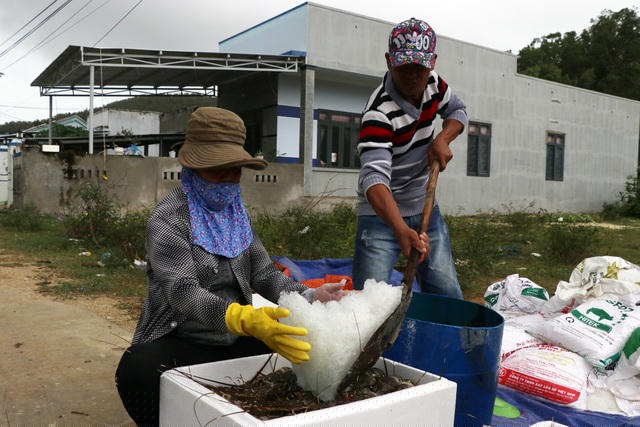 Thương lái ướp đá tôm hùm để đưa đi tiêu thụ