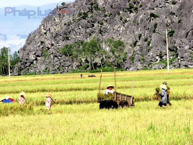 Những cánh đồng lúa năng suất cao tại xã Quý Lộc, huyện Yên Định. (Ảnh: A.Thắng)