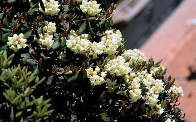 Từng chùm hoa vàng tươi rung rinh trong gió như chắt chiu bao sinh khí đất trời để một ngày cựa mình bung nở. Đây chính là hoa của những cây đỗ quyên quang trụ và đỗ quyên cành khô quý giá nằm trong danh sách những cây di sản quốc gia.