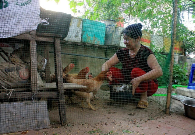 Đàn gà như một niềm "tự hào" của gia đình.