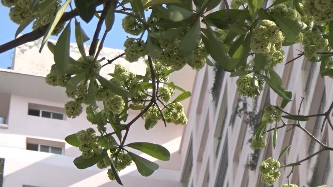 Những cây hoa sữa nằm cạnh nhà người dân sinh sống, làm ảnh hưởng rất lớn tới giấc ngủ về đêm.