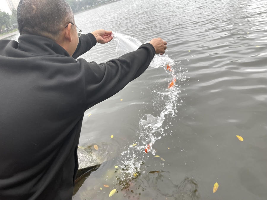 Cá chép được người dân thả xuống hồ cẩn thận