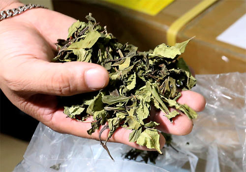 Người dùng lá khat khó cai nghiện hơn nhiều loại ma túy khác và khả năng dẫn đến tử vong rất cao.