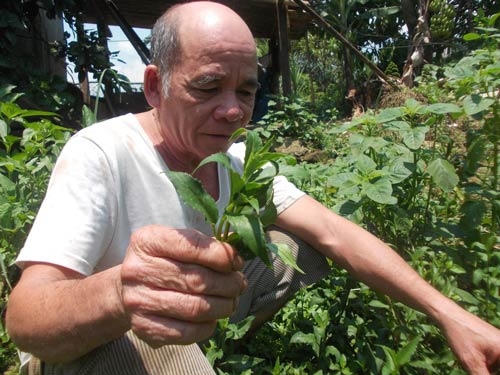 Rau lủi, loại rau rừng đặc sản của đồng bào dân tộc Ca Dong.