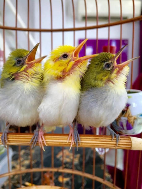 Đây cũng là chú chim hoàng khuyên rất quý hiếm được giới chơi chim "săn đón".