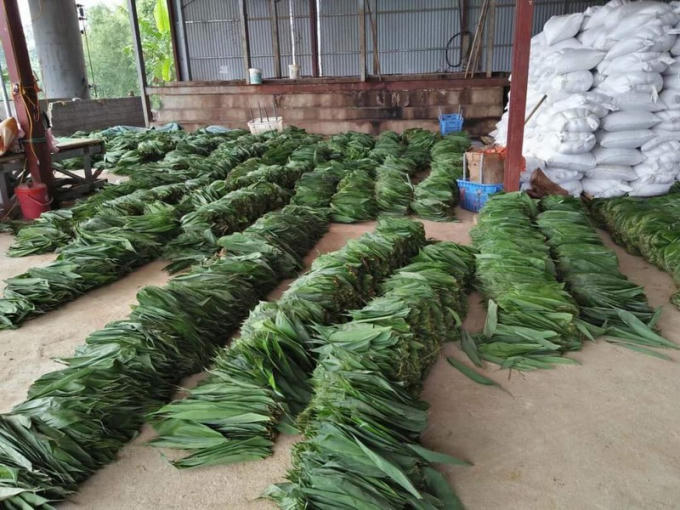 Lá Giang chuẩn bị được các nhân công tại xưởng chọn lọc đóng gói