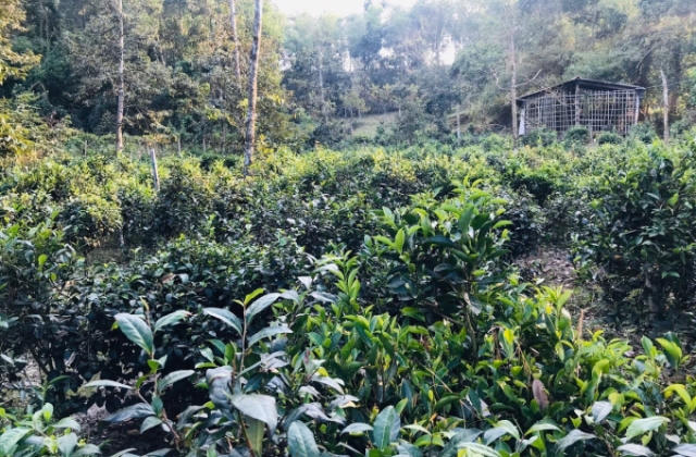 Về Phú Hội thưởng trà, tận hưởng bình yên