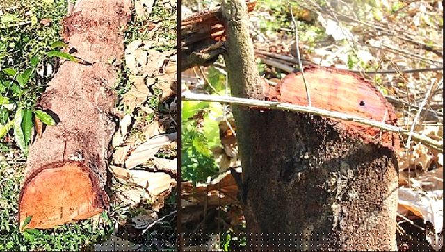 Liên quan đến chặt phá rừng tại xã Châu Thuận, có 5 cán bộ bị kỷ luật.