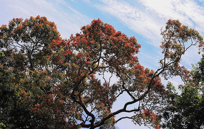 Lộc non của một c&acirc;y cổ thu nh&igrave;n từ xa như những b&ocirc;ng hoa m&agrave;u đỏ.