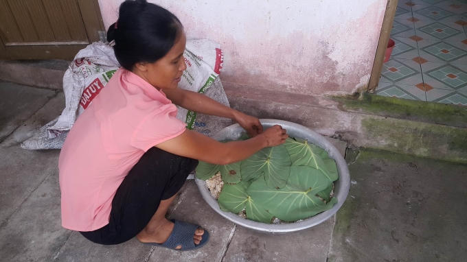 Cơm sau khi được rắc men thuốc Bắc được cho vào chậu và úp lá khoai cho cơm lên men (trong khi ủ tránh mở ra xem vì sẽ dễ làm hỏng quá trình lên men). “Đây là công đoạn quan trọng nhất vì nó sẽ ảnh hưởng trực tiếp đến nồi rượu, nếu cơm mà không lên men coi nhu nồi rượu đó hỏng. Bởi khi ủ bằng men thuốc bắc nên cơm rượu khó lên men hơn những loại men khác, vì thế trong công đoạn này cần làm rất tỉ mỉ và cũng như kinh nghiệm của mỗi người” – chị Nhiên tiết lộ