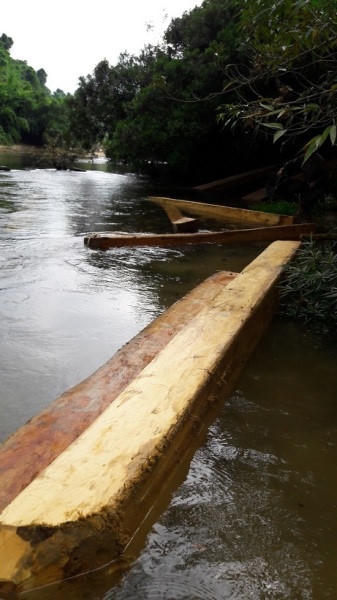 Gỗ nằm ven suối.