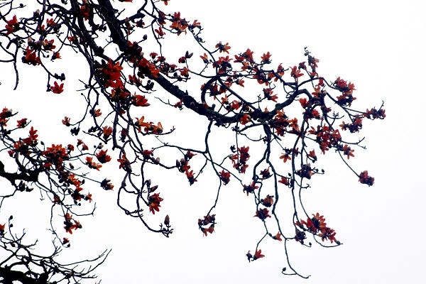 Hoa gạo nở đỏ rực một góc trời.