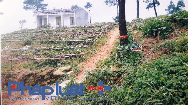 Các hộ dân tự ý chặt phá rừng, trong đó có người nhà cán bộ thị trấn Tam Đảo (Ảnh: Đào Tấn)