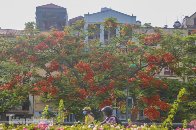 Những phố hoa Hà Nội làm xao xuyến lòng người - ảnh 11