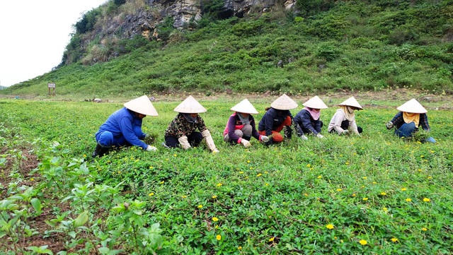 Mô hình sản xuất của anh tạo công ăn việc làm cho nhiều lao động ở Nho Quan, Ninh Bình  (ảnh NVCC)