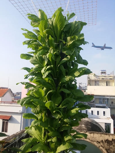 Ngỡ ng&agrave;ng vườn rau sạch đẹp như c&acirc;y cảnh