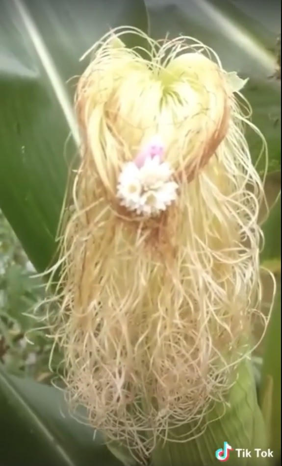 Kiểu tóc này chỉ dành cho những cô nàng lãng mạn