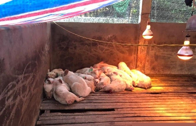 Đến nay toàn bộ 351 con lợn con anh Hà Quang Đạo mua tại trang trại của Mavin tại thôn Cây Cọ, Sơn Nam, Sơn Dương, Tuyên Quang đã chết, thiệt hại gần 600 triệu đồng.