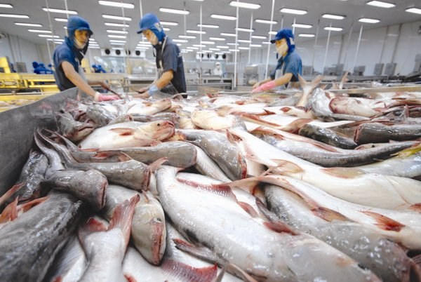 Cá tra đã có mặt tại 140 quốc gia và vùng lãnh thổ nhưng lại chưa phổ biến đến người tiêu dùng nội địa.