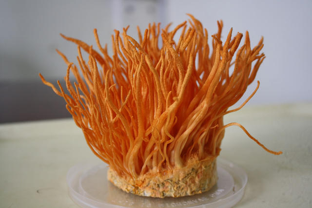 Hiện nay giá Đông trùng hạ thảo thấp nhất vào khoảng 100 triệu/kg, loại vip giá lên tới 1,6 tỷ đồng/ 1kg.