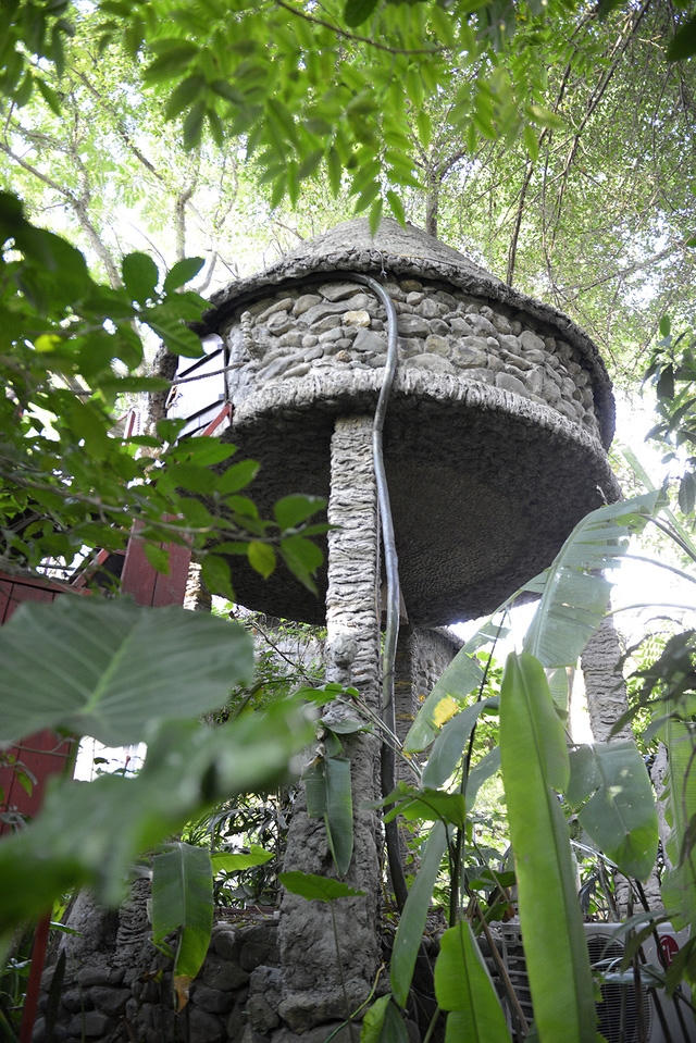 Kỳ dị nh&agrave; tr&ecirc;n... c&acirc;y