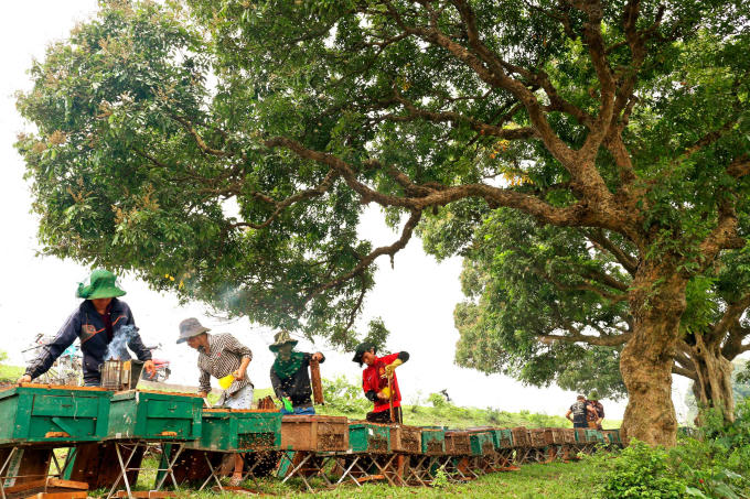 Thu hoạch mật ong hoa nhãn.