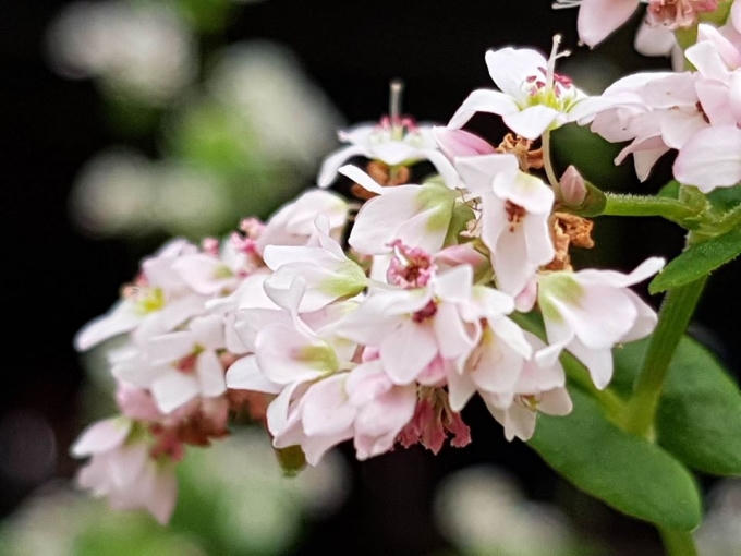 Hình ảnh hoa tam giác mạch là điểm nhấn của du lịch Hà Giang.