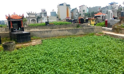 Ruộng rau muống xanh um, chuẩn bị được thu hoạch.